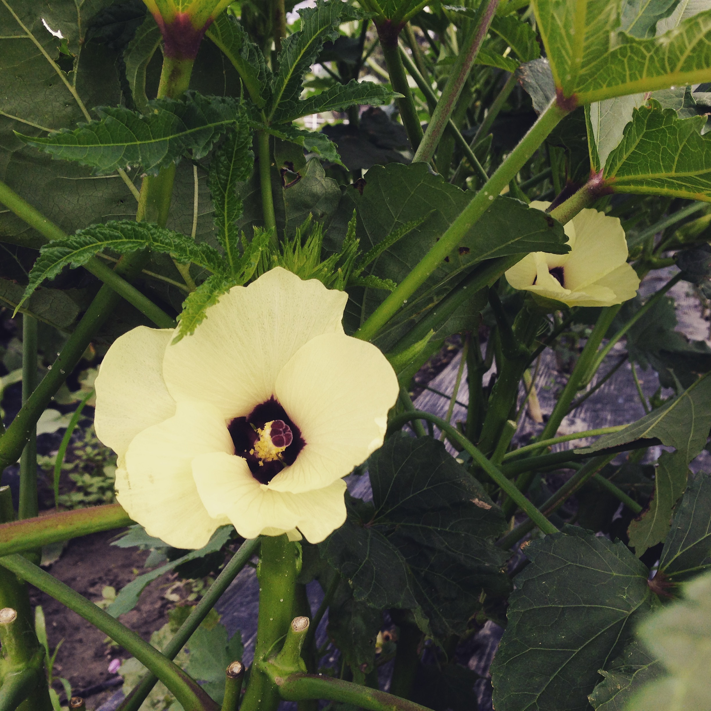 8月のイラストの オクラ の花はハイビスカスに似ています 農業用ビニールハウスのモリシタ