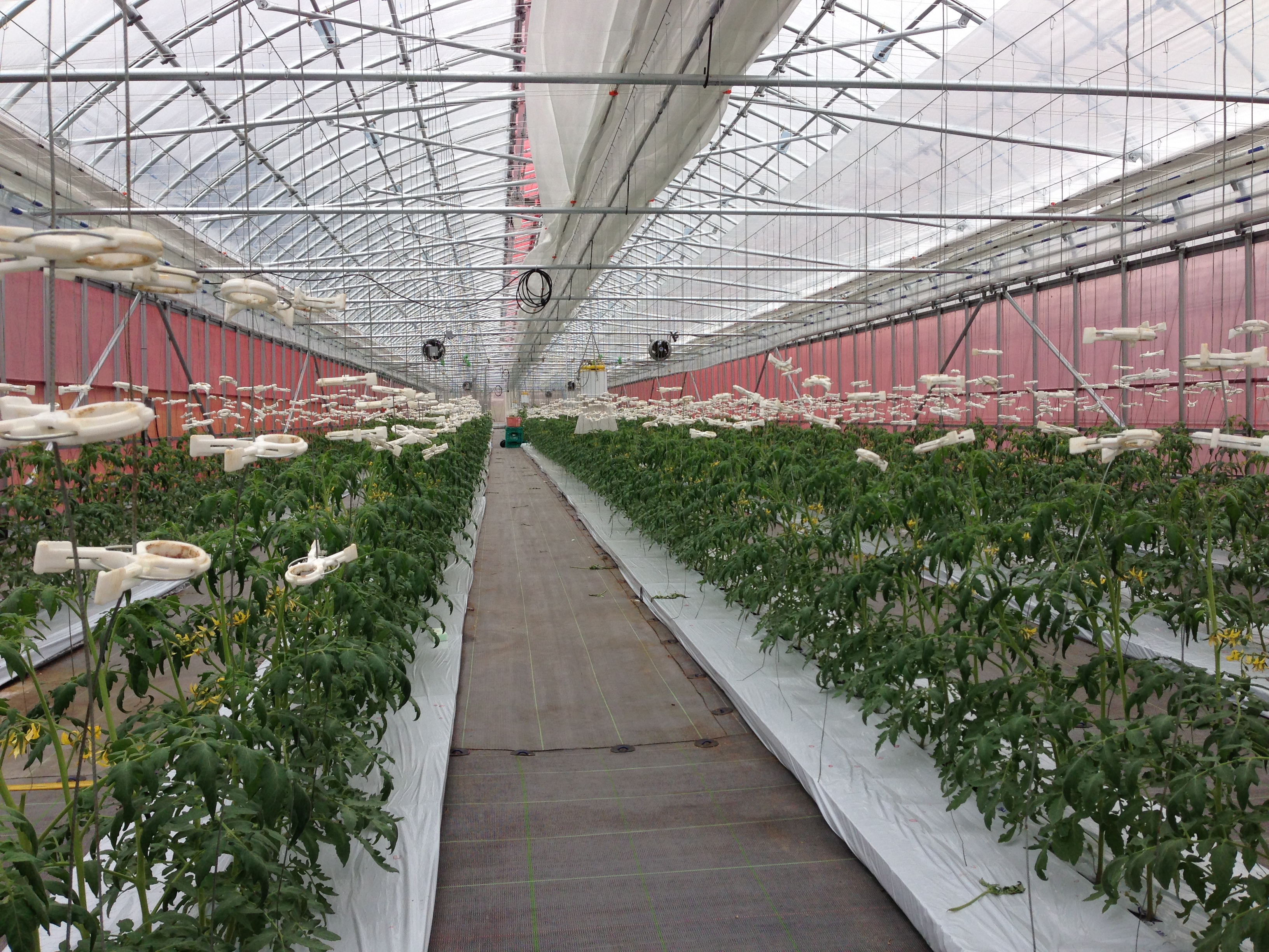 トマトなどの果菜類の誘引線ワイヤー張り作業には テンションクランプ 農業用ビニールハウスのモリシタ